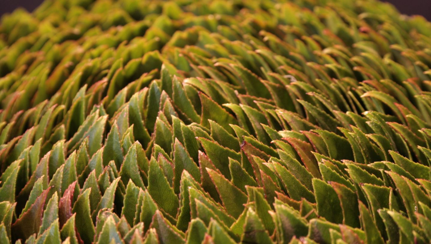 Leaves Photinia 80